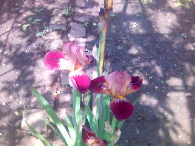 irisi 1 - flori de gradina