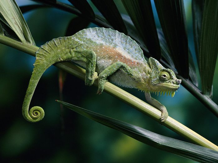 Four-Horned Chameleon - Wallpapers Premium