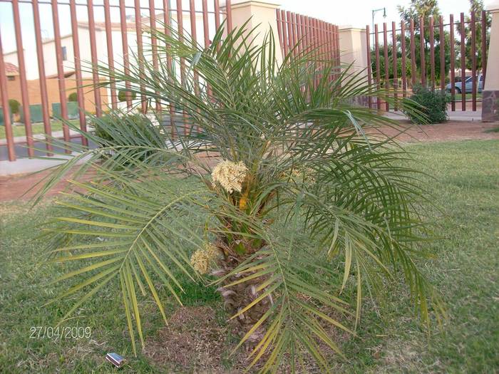mic - palmieri din seminte