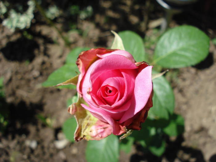 Rose Pink Peace (2009, June 16)