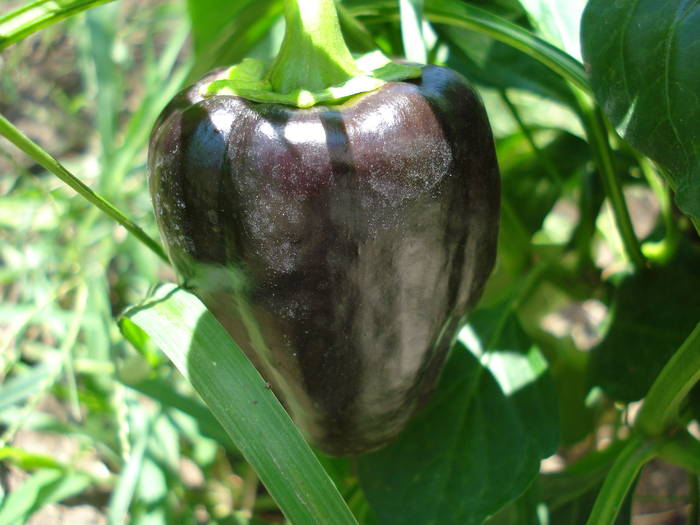 Bell Pepper Purple Flame (2009, Jul.28)