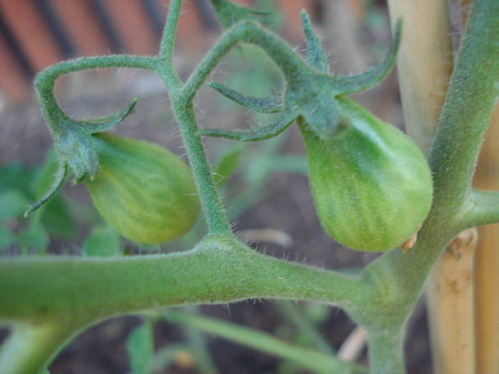 Tomato Yellow Pear (2009, June 14)