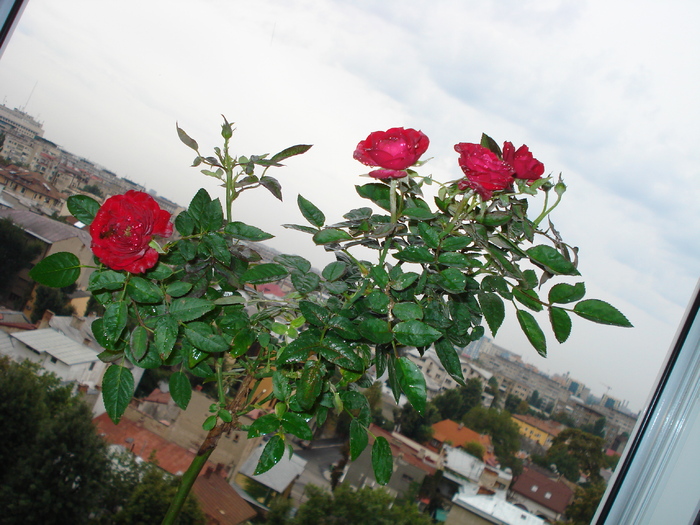 TRANDAFIR CU PICIOR !! - FLORILE MELE