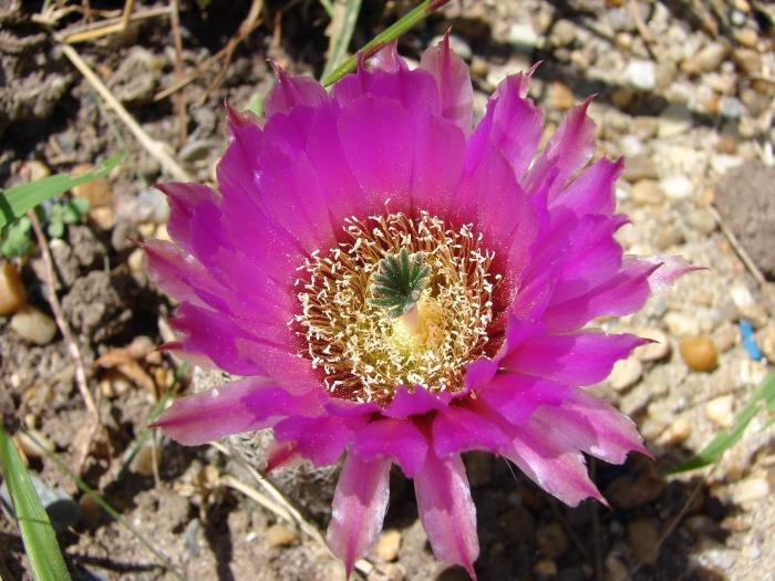 Echinocreus reichenbachii - Cactusi la Mangalia