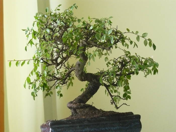 bonsai - poze 2009