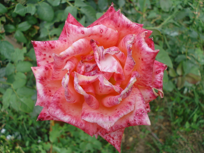 Rose Artistry (2009, August 12)