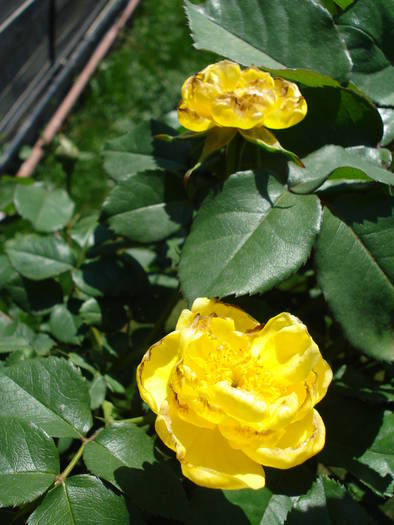 Rose Friesia (2009, May 09)