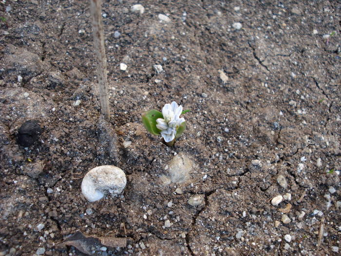 Puschkinia scilloides (2009, March 09)
