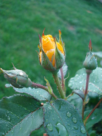 Rose Friesia (2009, May 11)