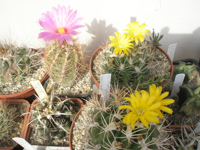 Grup Weingartia si Thelocactus bicolor - 28.09 - Weingartia