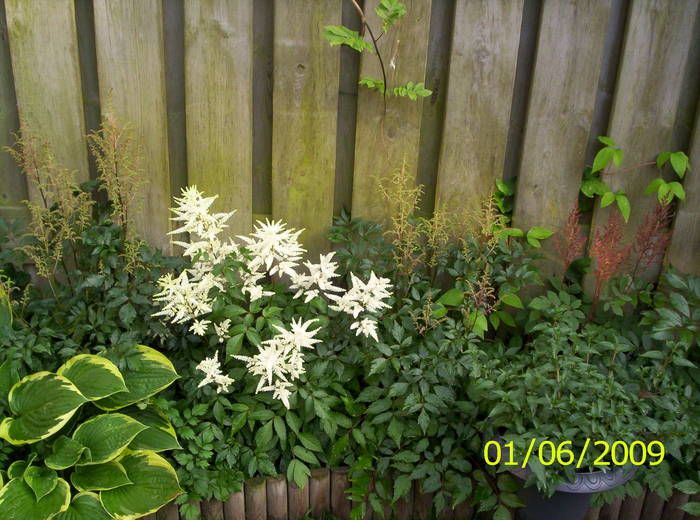 Astilbe 1 iun 2009