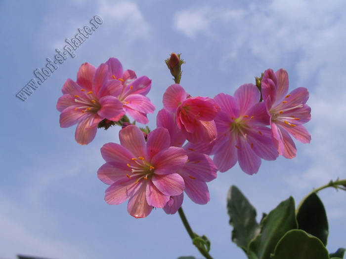 Lewisia roz 4