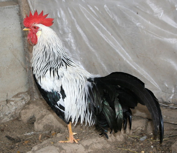 Cocos Leghorn Argintiu