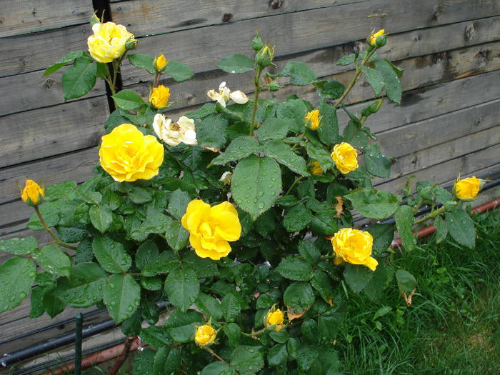 Rose Friesia (2009, May 13) - Rose Friesia