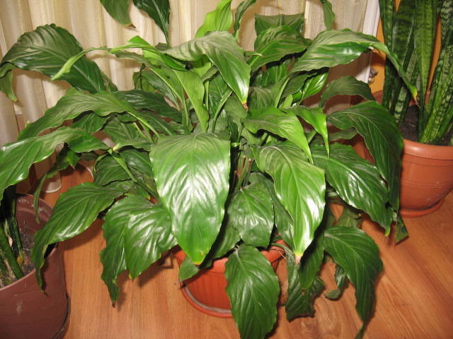 Spathiphyllum; Face niste flori albe care tin cam 3 sapt.
