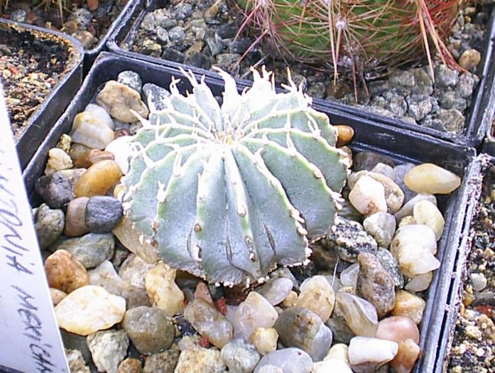 Geohintonia mexicana - cactusi -nu le mai am