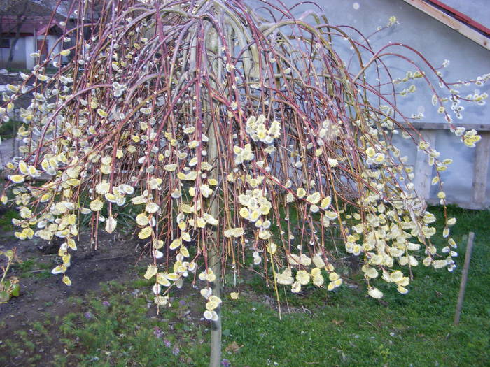 Salix - flori si animale 2009