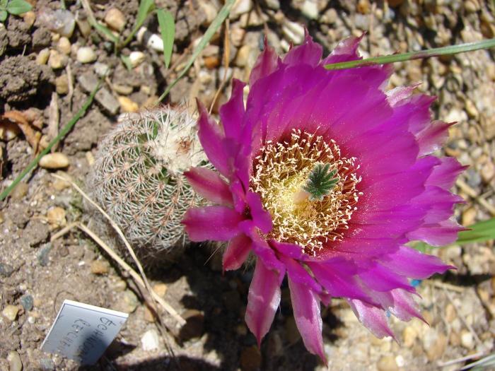 Echinocereus reichenbachii