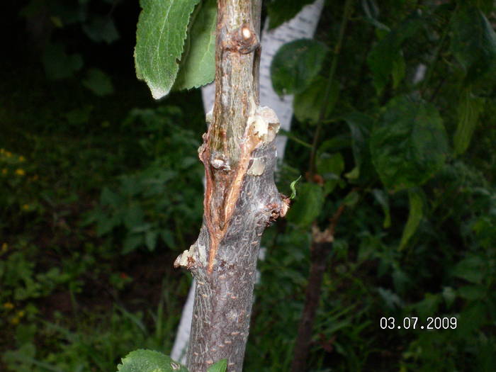 SANY0695 - altoirea sub coaja in cap de altoire cu ramura detasata