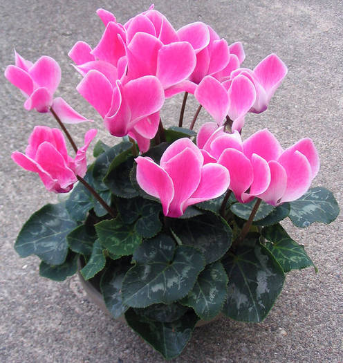 cyclamen 2