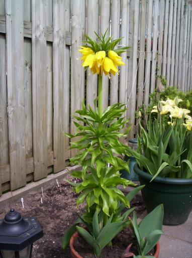 Fritillaria imp. lutea 27 apr 2008 (2) - fritillaria