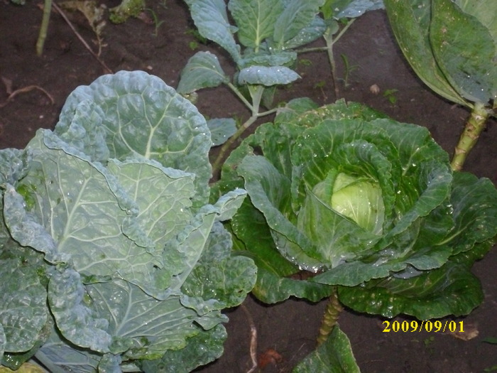 DSCI0827 - legume