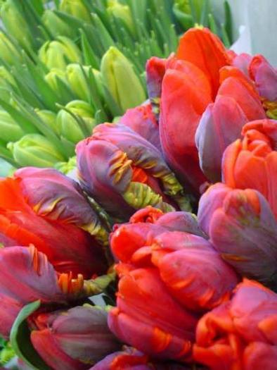 tulips papagal