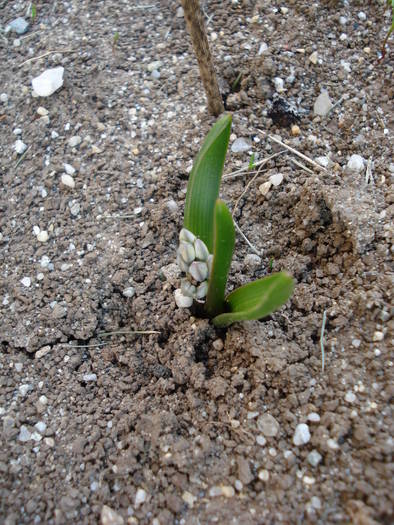 Striped Squill (2009, March 27)