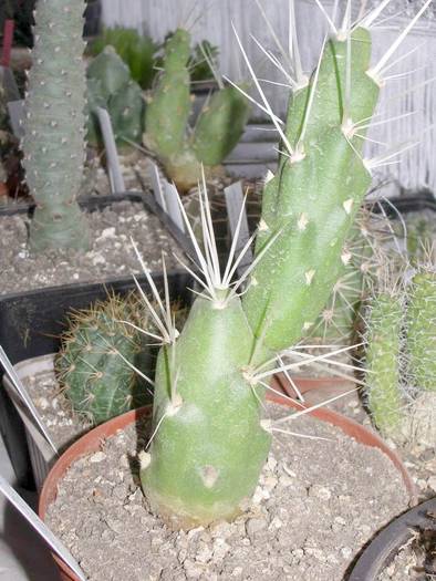 Tephrocactus bolivianus