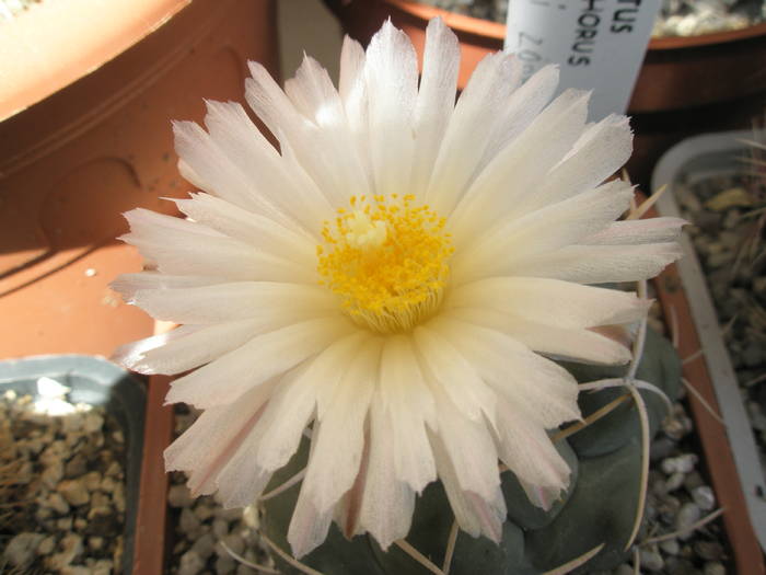 Thelocactus lloydii - floare