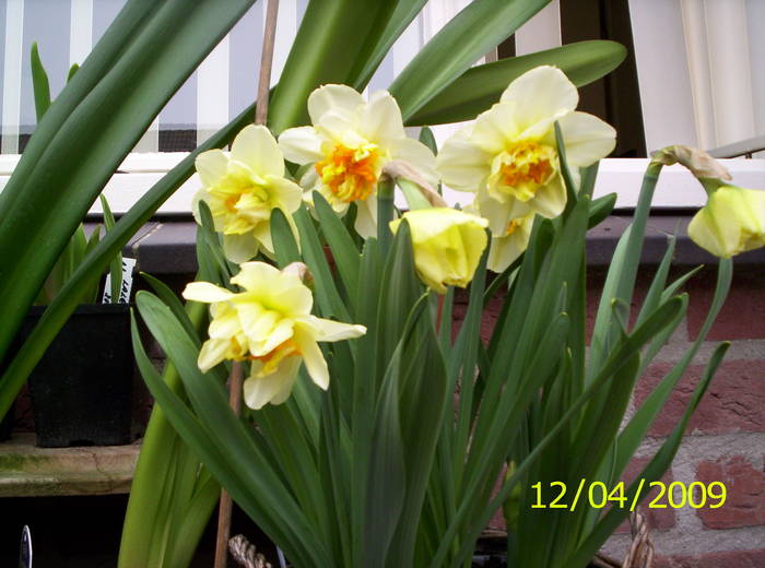 Narcise Flower Drift 12 apr 2009 - narcise