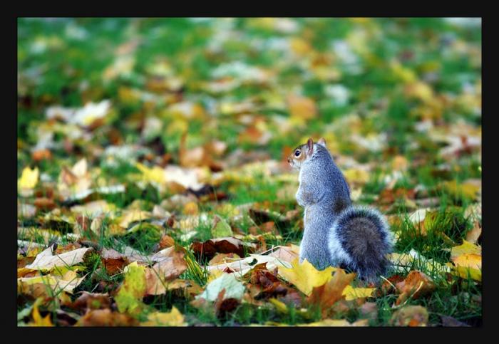 01_squirell[1]