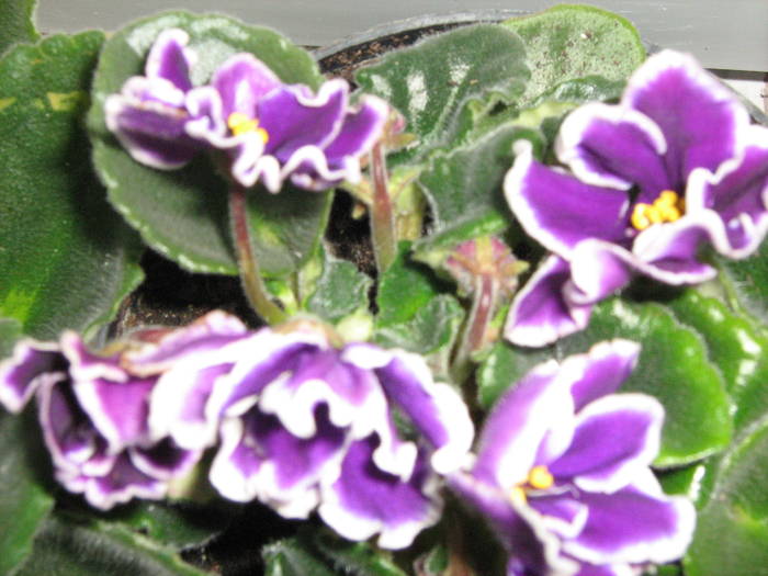 Saintpaulia Yochi - violete