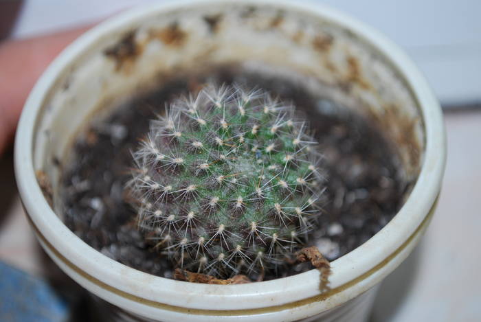 rebutia