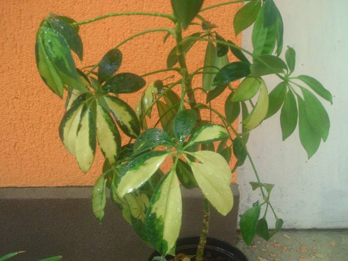 Schefflera