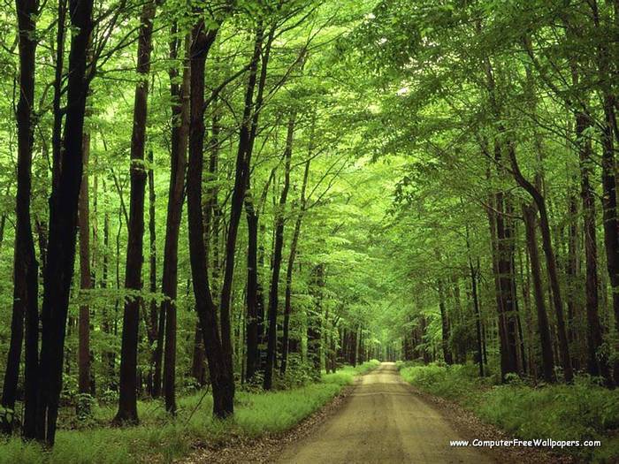 Wallpapers - Nature 10 - Allegheny_National_Forest,_Pennsylvania - Very Beautiful Nature Scenes