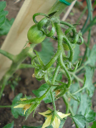 Tomato Cerise (2009, June 17)