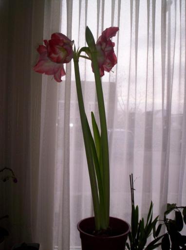 Amaryllis bakker 6 dec.2007 (2