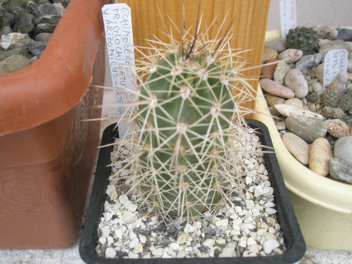 Echinocereus triglochidiatus v. arizonicus - 31.10