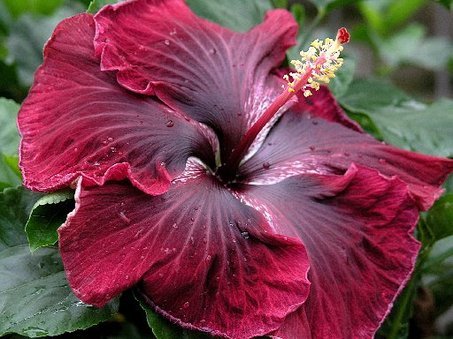 large_hibiscus - Flowers