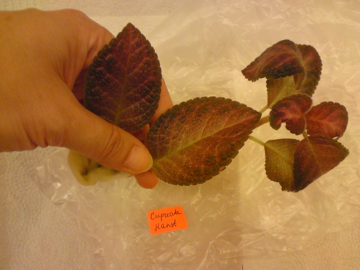 Episcia Lituania - Cupreata Hanst - Episcia