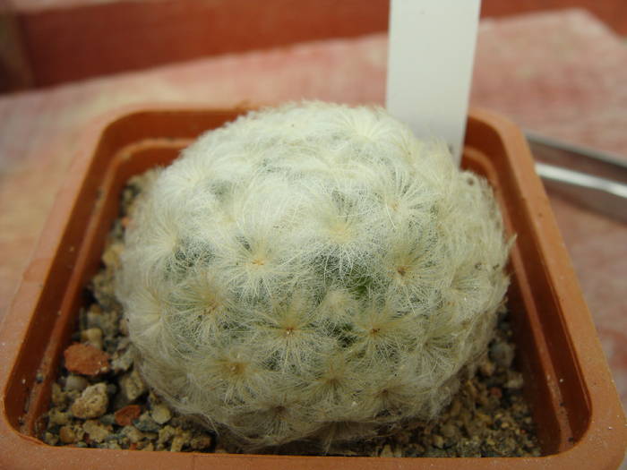 Mammillaria plumosa - Gymnocalicium-Mammillaria