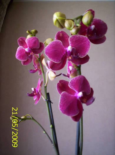 Orhidee phale 21 mai 2009 (2)