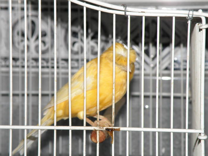 Picture 005 - canari