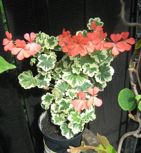 Pelargonium 'Frank Headley'