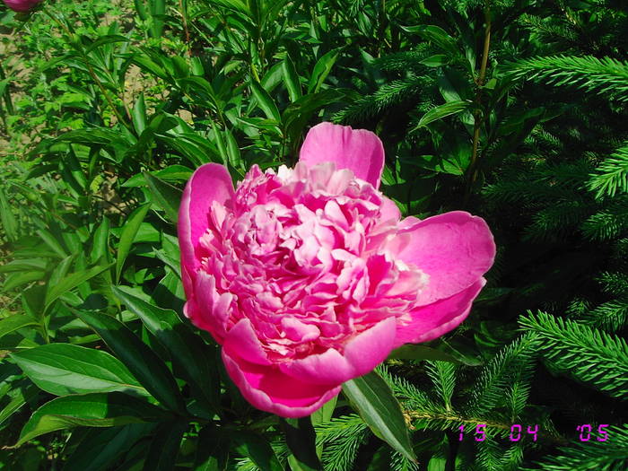 Bujori roz