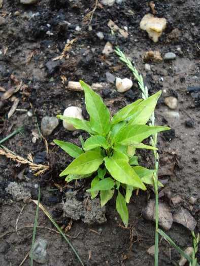 Black Chili Pepper (2009, June 23)