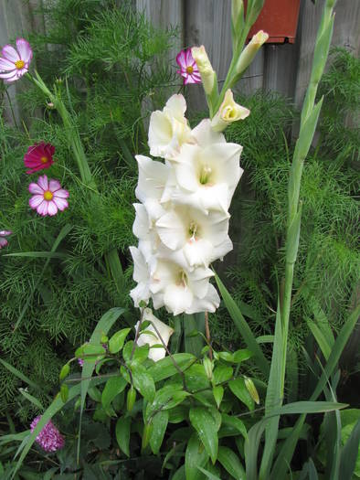 Gladiola Mon Amour 17 iul 2009 (2)