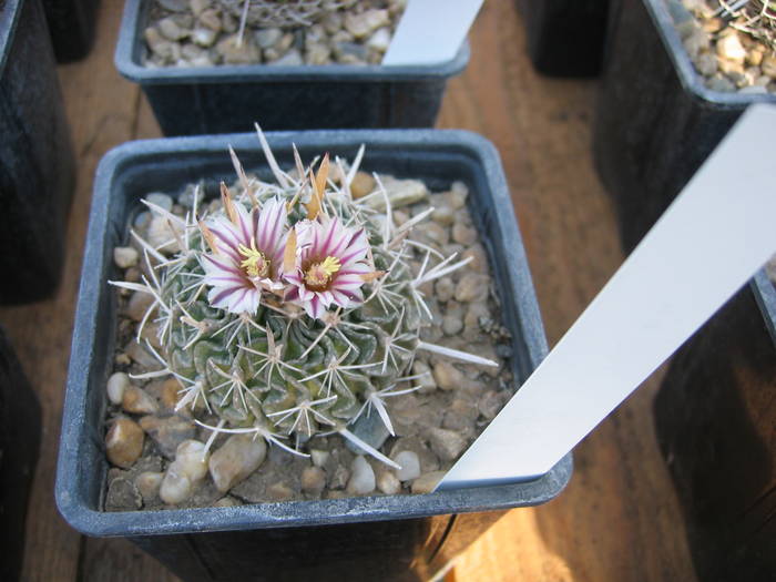 Echinofossulocactus