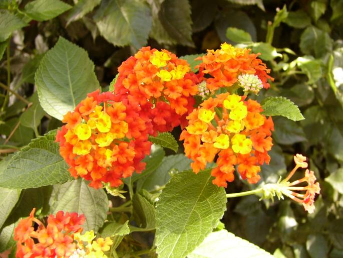 Lantana camara